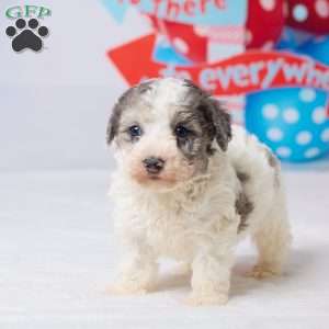 Rocky, Miniature Poodle Puppy